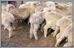 Image of pen of sheep with poor lamb