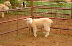 Image of lone lamb in yards