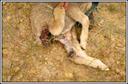 Image of lamb with purulent arthritis