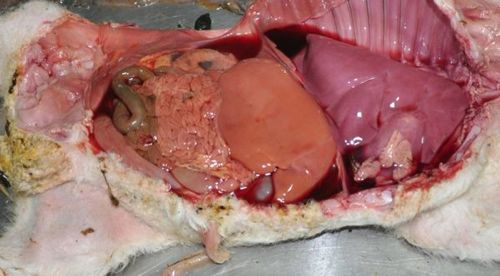 Image of post-mortem on sheep foetus