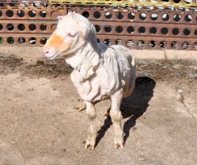 Image of sheep sitting