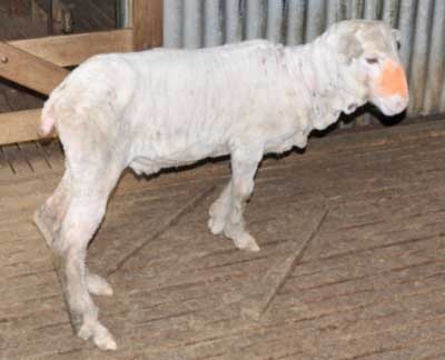 Image of sheep with abnormal stance