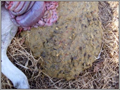 Image of sheep rumenal contents on post-mortem