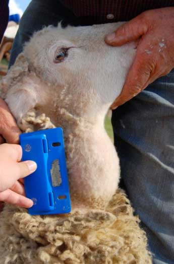 Image of sheep with neck swelling