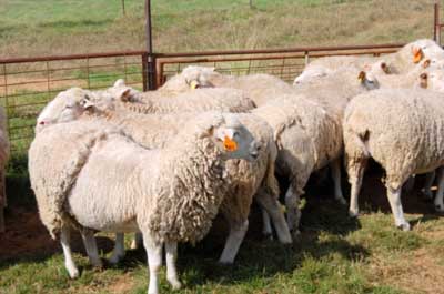 Image of sheep showing wool break