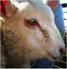 Image of lamb face with ocular discharge