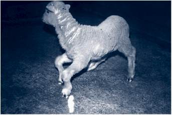 Image of lamb with malformed limbs