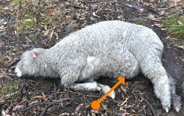 Image of moribund sheep with abdominal swelling
