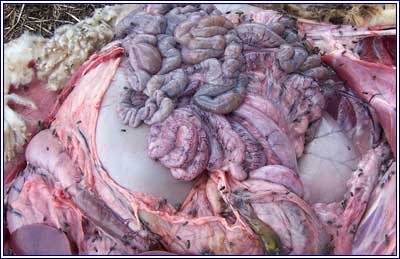 Image of sheep abdomen post-mortem