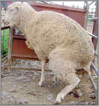 Image of ewe with blood in urine