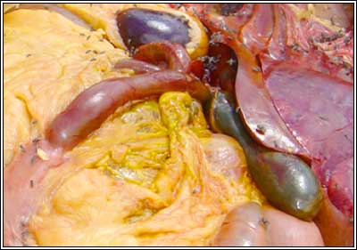 Image of sheep post-mortem showing jaundice