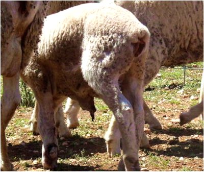 Image of lamb with skin abnormality
