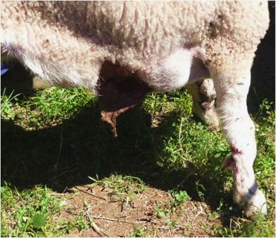 Image of lamb with skin abnormality