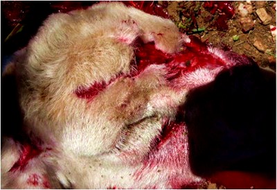 Image of lamb skin abnormality on post-mortem