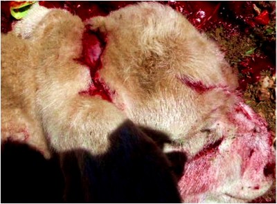 Image of lamb skin abnormality on post-mortem