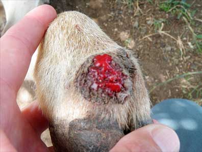 Image of sheep foot with bleeding lesion
