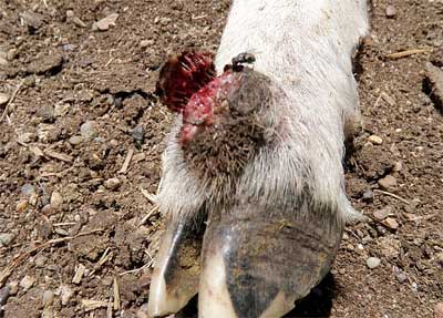 Image of sheep foot with scab formation