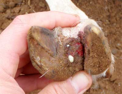 Image of sheep foot with abscess