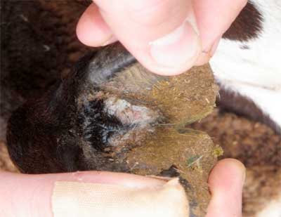 Image of sheep foot interdigital area
