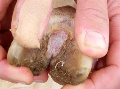 Image of sheep foot with interdigital dermatitis