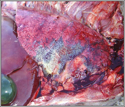 Image of abnormal sheep lungs post-mortem