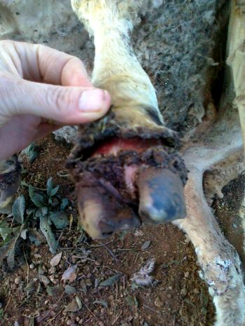 Image of sheep foot wounds from flood