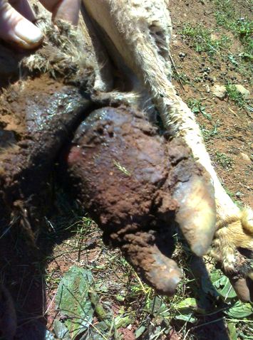 Image of sheep foot wounds from flood