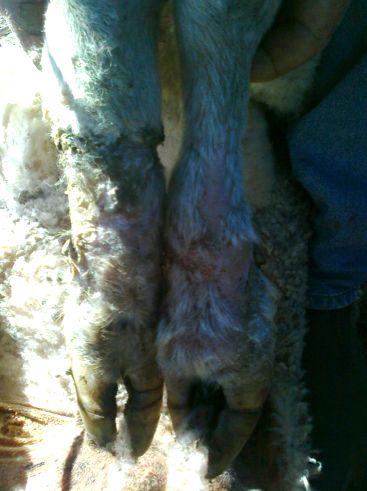 Image of sheep foot wounds from flood