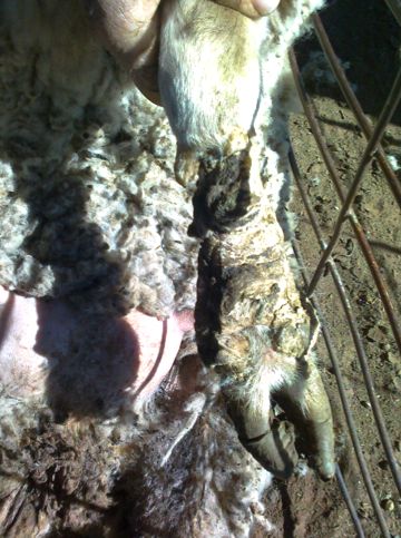 Image of sheep foot wounds from flood