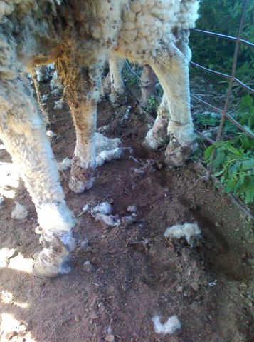 Image of sheep foot wounds from flood