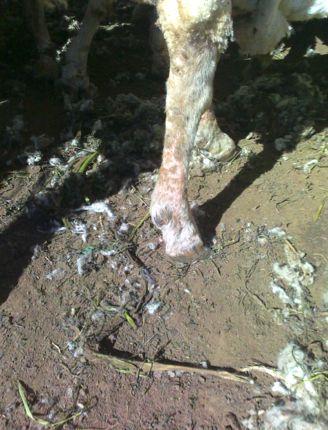 Image of healed sheep foot wounds from flood