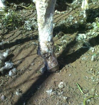 Image of healed sheep foot wounds from flood