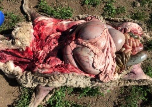 Image of sheep post-mortem