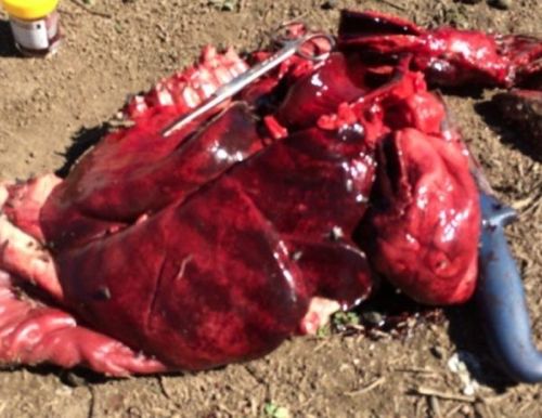 Image of sheep lungs on post-mortem