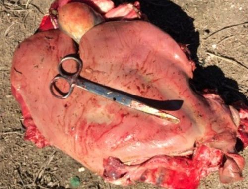 Image of sheep liver on post-mortem