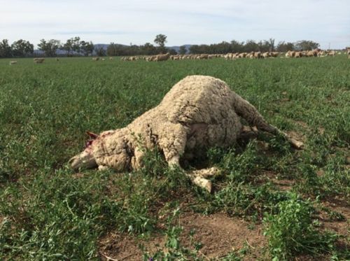 Image of dead sheep showing bloat