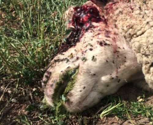 Image of dead sheep head