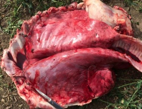 Image of sheep lungs on post-mortem