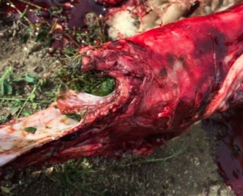Image of oesophageal obstruction on sheep post-mortem