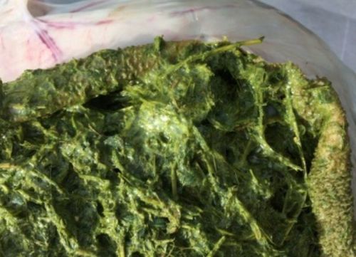 Image of sheep rumen contents on post-mortem