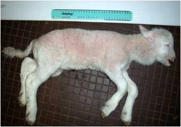 Image of dead lamb with swollen neck