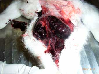 Image of lamb thyroid gland hypertrophy on post-mortem