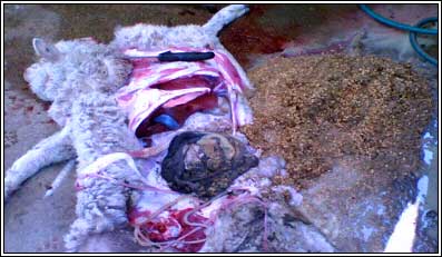 Image of sheep post-mortem showing rumenal contents