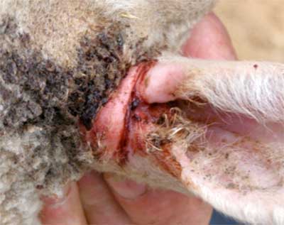 Image of sheep ear with damage