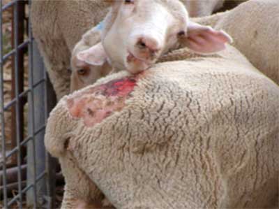 Image of sheep scratching damaged rump