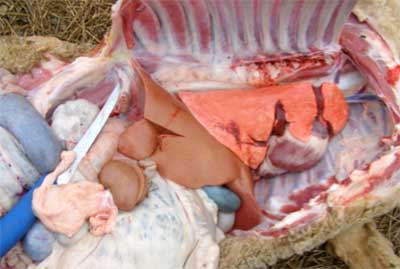 Image of sheep post-mortem