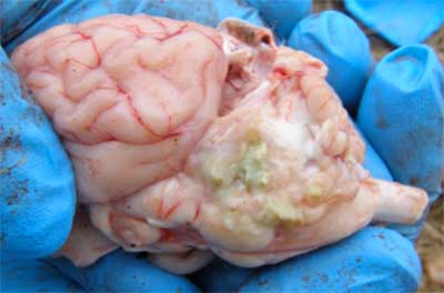 Image of sheep brain on post-mortem with abscess