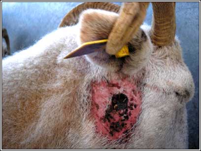 Image of healed abscess on sheep neck