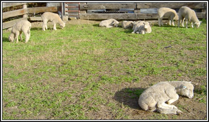 Image of recumbent lambs in yards