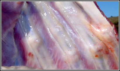 Image of lamb ribcage post-mortem showing healing fractures